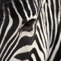 zebra the real.jpg (3 MB)
